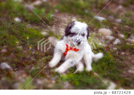 Puppy lying In the grass, close up portrait Puppy lying In the grass, close up portrait 88721429