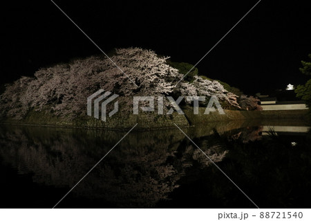 彦根城の夜桜 88721540