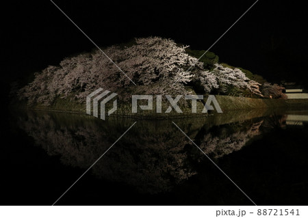 彦根城の夜桜 88721541