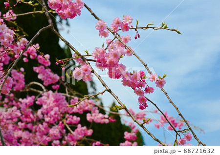 七ツ滝　遊歩道　桜　能美市 88721632