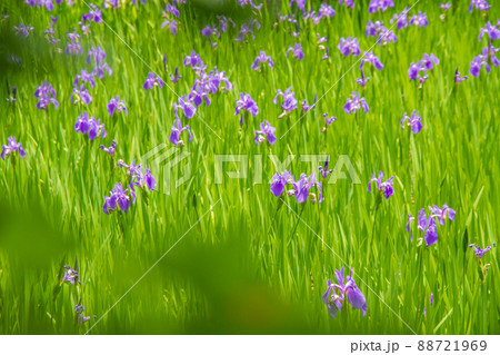 京都市北区上賀茂大田神社のカキツバタを撮影 88721969