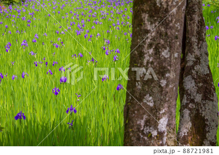京都市北区上賀茂大田神社のカキツバタを撮影 京都市北区上賀茂大田神社のカキツバタを撮影 88721981