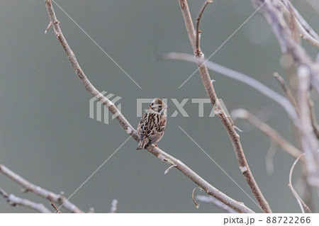 枝に止まる野鳥　カシラダカ　2月奥多摩 88722266