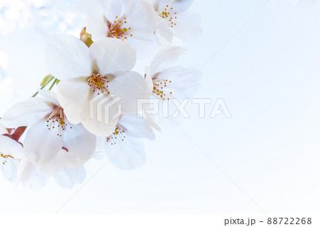 日本の桜の花と白のバックグラウンド 88722268