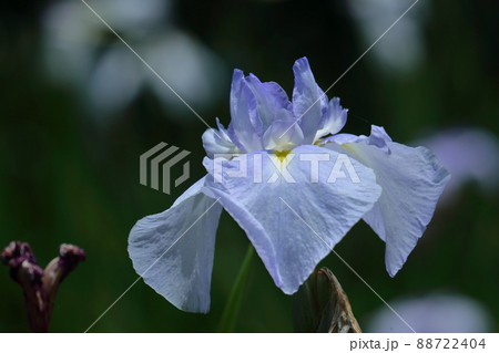 凛として優雅に咲く 88722404