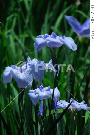 凛として優雅に咲く 88722543