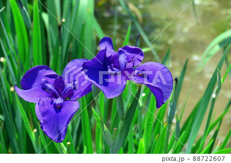 凛として優雅に咲く 88722607