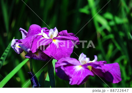 凛として優雅に咲く 88722647