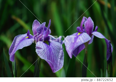 凛として優雅に咲く 凛として優雅に咲く 88722652