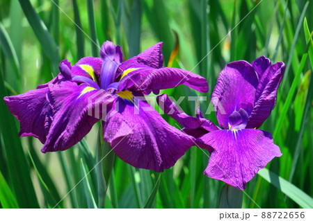 凛として優雅に咲く 88722656