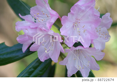 シャクナゲ シャクナゲ 88722674