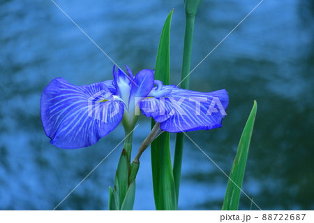 凛として優雅に咲く 88722687
