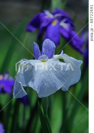 凛として優雅に咲く 88722691