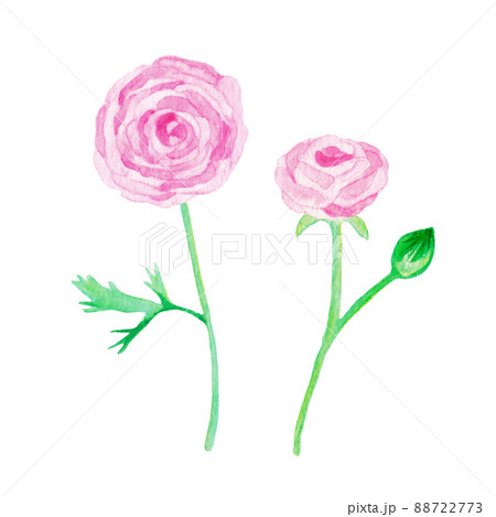 イラスト素材 水彩絵の具で手描きしたラナンキュラスの花 ピンク 複数本のイラスト素材