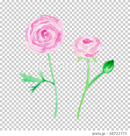 插圖素材：毛茛花手繪水彩粉紅色/多張 88722773