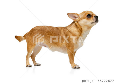 Portrait of cute little golden color chihuahua isolated on white studio background. Concept of animal life, breeds, vet and care Portrait of cute little golden color chihuahua isolated on white studio background. Concept of animal life, breeds, vet and care 88722877