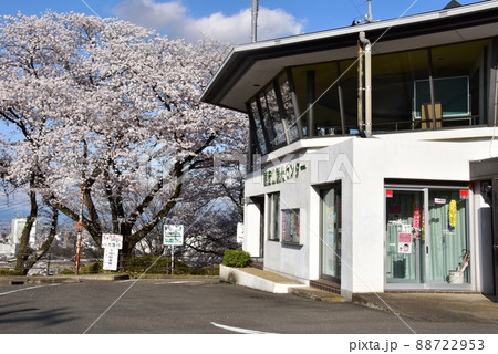 群馬県高崎市　観音山観光センター（観音山頂有料駐車場）と満開の桜 88722953