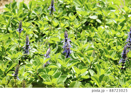 ボルトジンユの花 ボルトジンユの花 88723025