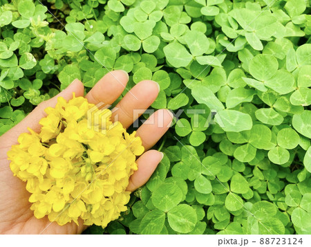 クローバーの中で映える手に載せた菜の花 クローバーの中で映える手に載せた菜の花 88723124
