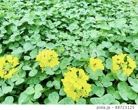 クローバーの中で映える菜の花 クローバーの中で映える菜の花 88723125