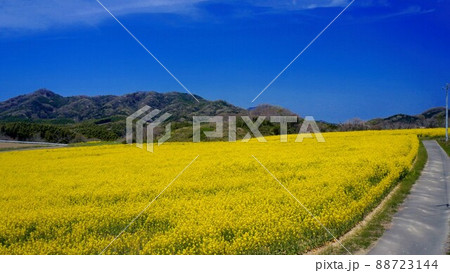 中山ひまわり団地の菜の花畑【香川県仲多度郡まんのう町】 88723144