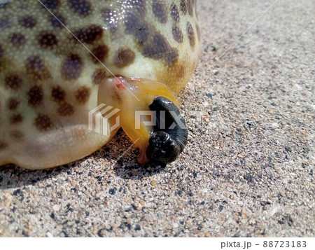 【資料】フグに食いつくヒダビルという寄生虫 88723183