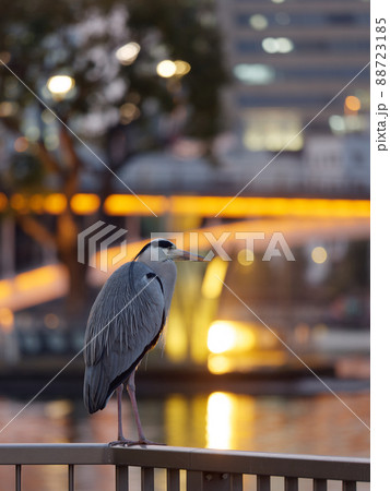 都会の黄昏時に佇むアオサギ 88723185