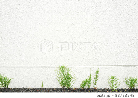 アスファルトの下から育つ個性豊かでたくましいスギナ - 白い壁の背景素材 88723548