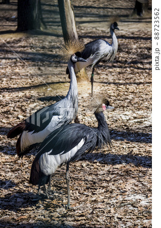 black crowned cranes in the zoo 88723562
