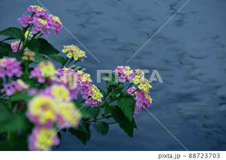 花色が変化する花 花色が変化する花 88723703