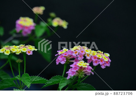 花色が変化する花 花色が変化する花 88723706