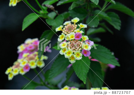 花色が変化する花 花色が変化する花 88723707