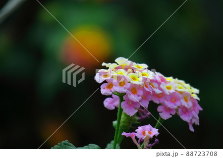 花色が変化する花 88723708