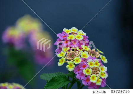 花色が変化する花 花色が変化する花 88723710