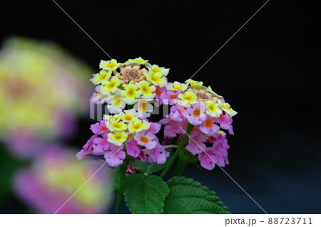 花色が変化する花 花色が変化する花 88723711