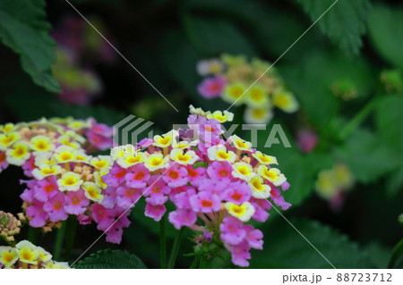 花色が変化する花 88723712