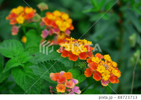 花色が変化する花 88723713