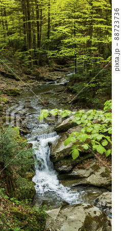 a forest river 88723736