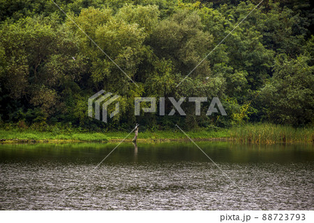 grey herons on the riverbank 88723793