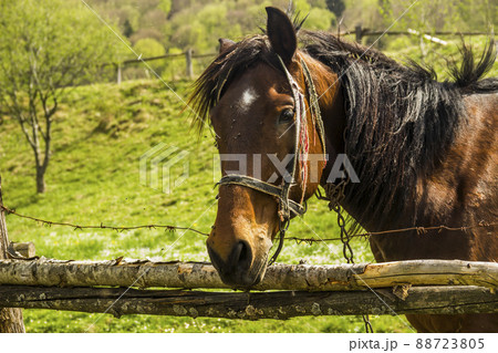 horse in the pen horse in the pen 88723805