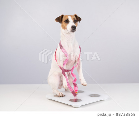 Dog jack russell terrier stands on a scale with a measuring tape. Dog jack russell terrier stands on a scale with a measuring tape. 88723858