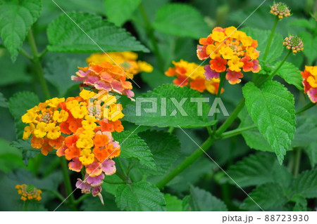 花色が変化する花 花色が変化する花 88723930