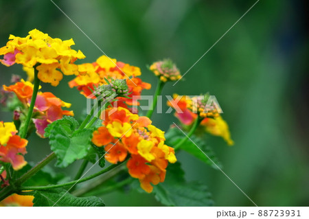 花色が変化する花 88723931