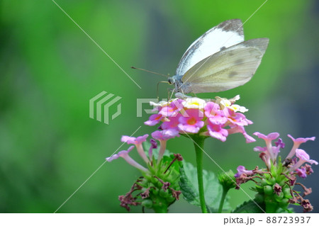 花色が変化する花 88723937