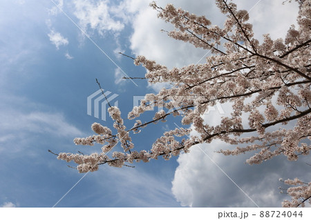 青空をバックに満開のソメイヨシノ sakura full bloom behind blue sky 青空をバックに満開のソメイヨシノ sakura full bloom behind blue sky 88724044