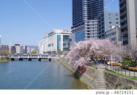 桜咲く広島猿猴川河畔の景色 88724231