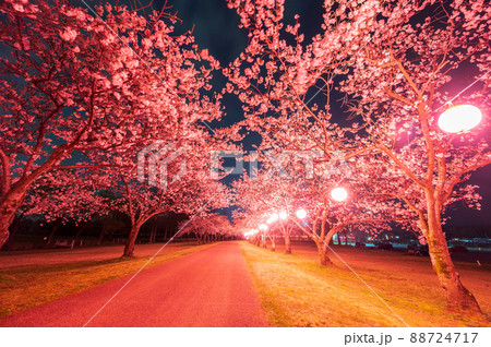 ぼんぼりに照らされた夜桜と遊歩道（石川県小松市）木場潟公園／2022年4月撮影 88724717