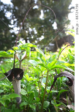びっくりな花　浦島草 88724790