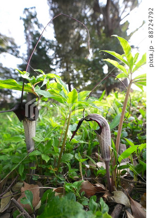 びっくりな花　浦島草 88724792
