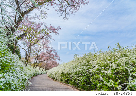 愛知県緑化センター、満開の桜とユキヤナギ〈愛知県豊田市〉 愛知県緑化センター、満開の桜とユキヤナギ〈愛知県豊田市〉 88724859
